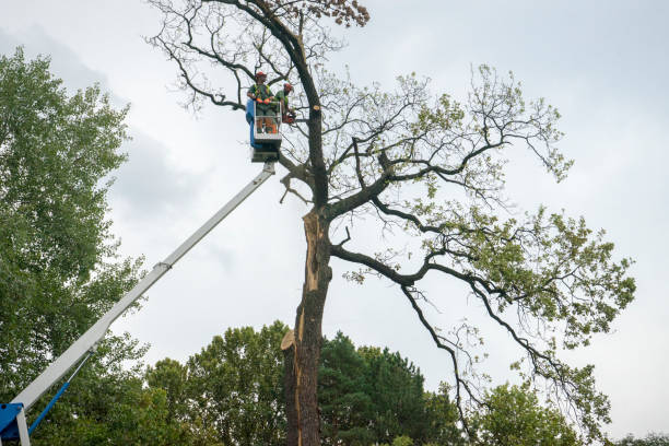 Best Hazardous Tree Removal  in Inglewood, CA