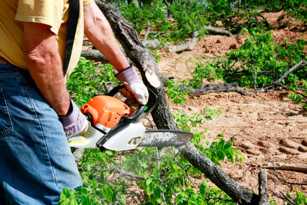 Best Tree Removal  in Inglewood, CA